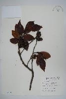 藏品(臺灣赤楊、臺灣榿木)的圖片