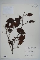 藏品(臺灣赤楊、臺灣榿木)的圖片