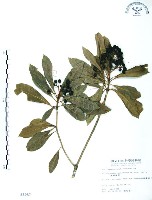 藏品(七里香、台灣海桐)的圖片