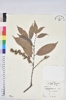 藏品(單刺儲)的圖片