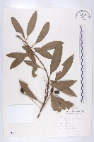 藏品(杜英、山杜英、蘭嶼杜英)的圖片