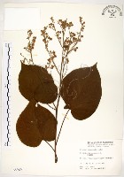 藏品(克蘭樹)的圖片