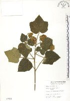 藏品(山芙蓉、臺灣山芙蓉、狗頭芙蓉)的圖片