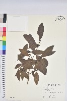 藏品(刺杜密)的圖片