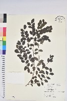 藏品(紅仔珠)的圖片