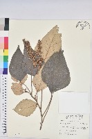 藏品(白匏子)的圖片