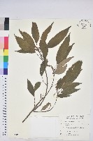 藏品(粗糠柴)的圖片