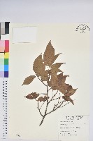 藏品(南燭)的圖片