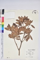 藏品(臺灣馬醉木)的圖片