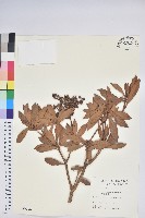 藏品(臺灣馬醉木)的圖片