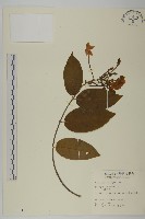 藏品(使君子)的圖片