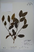 藏品(臺灣糊樗)的圖片