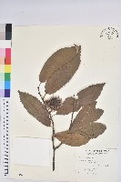 藏品(茅栗、日本栗)的圖片