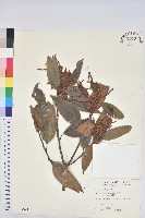 藏品(刺栲、鉤栗、火燒柯)的圖片