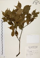 藏品(油葉石櫟)的圖片