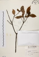 藏品(油葉石櫟)的圖片