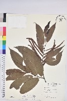 藏品(板栗)的圖片