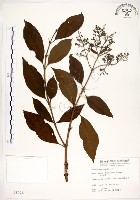 藏品(水金京)的圖片