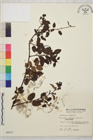 藏品(臺灣黃鱔藤)的圖片