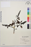 藏品(阿里山黃鱔藤)的圖片