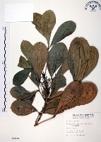 藏品(假三腳虌)的圖片