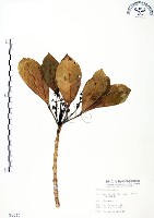 藏品(假三腳虌)的圖片