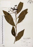 藏品(黑星紫金牛)的圖片