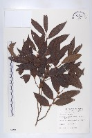 藏品(軟毛柿)的圖片