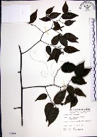 藏品(光果翼核木)的圖片