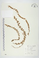 藏品(土丁桂)的圖片