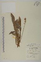 藏品(臺灣鬼督郵)的圖片