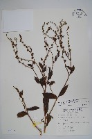 藏品(琉璃草)的圖片