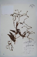 藏品(琉璃草)的圖片