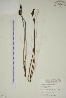 藏品(野菰)的圖片