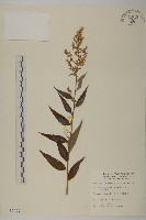 藏品(珍珠蒿、奇蒿)的圖片