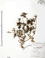 藏品(野老鸛草)的圖片