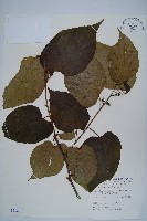 藏品(華八角楓)的圖片