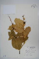 藏品(小刺山柑)的圖片