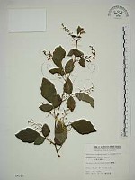 藏品(波葉山螞蝗)的圖片