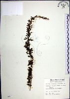 藏品(鐵掃帚、千里光)的圖片