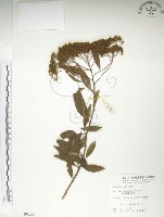 藏品(臺灣繡線菊)的圖片