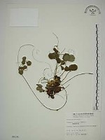 藏品(臺灣草莓)的圖片