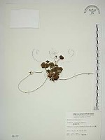 藏品(臺灣草莓)的圖片