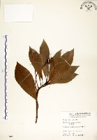 藏品(大葉楠)的圖片