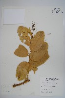 藏品(小刺山柑)的圖片