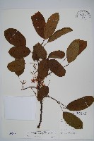 藏品(硬齒獼猴桃)的圖片