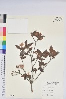 藏品(金毛杜鵑)的圖片