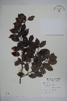 藏品(刻脈冬青)的圖片