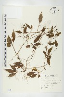 藏品(絞股藍)的圖片