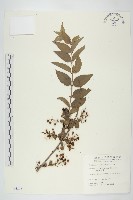 藏品(臺灣馬桑)的圖片